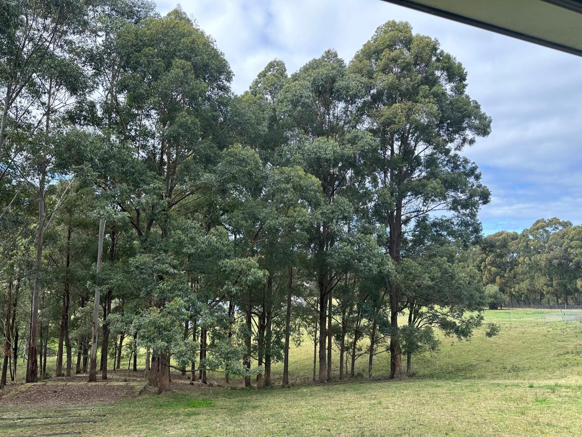 Blueberry Hills On Comleroy Farmstay - Self-Contained Cottages Kurrajong Экстерьер фото