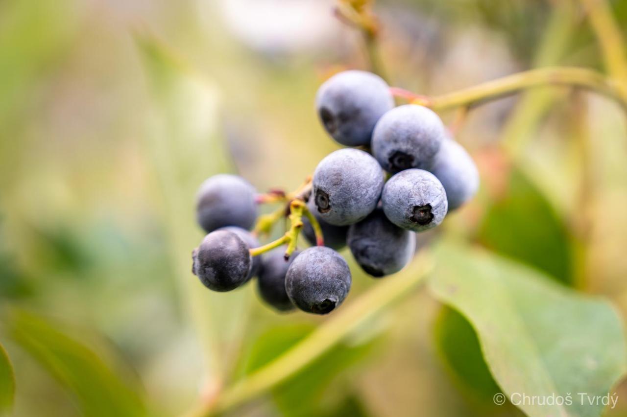 Blueberry Hills On Comleroy Farmstay - Self-Contained Cottages Kurrajong Экстерьер фото