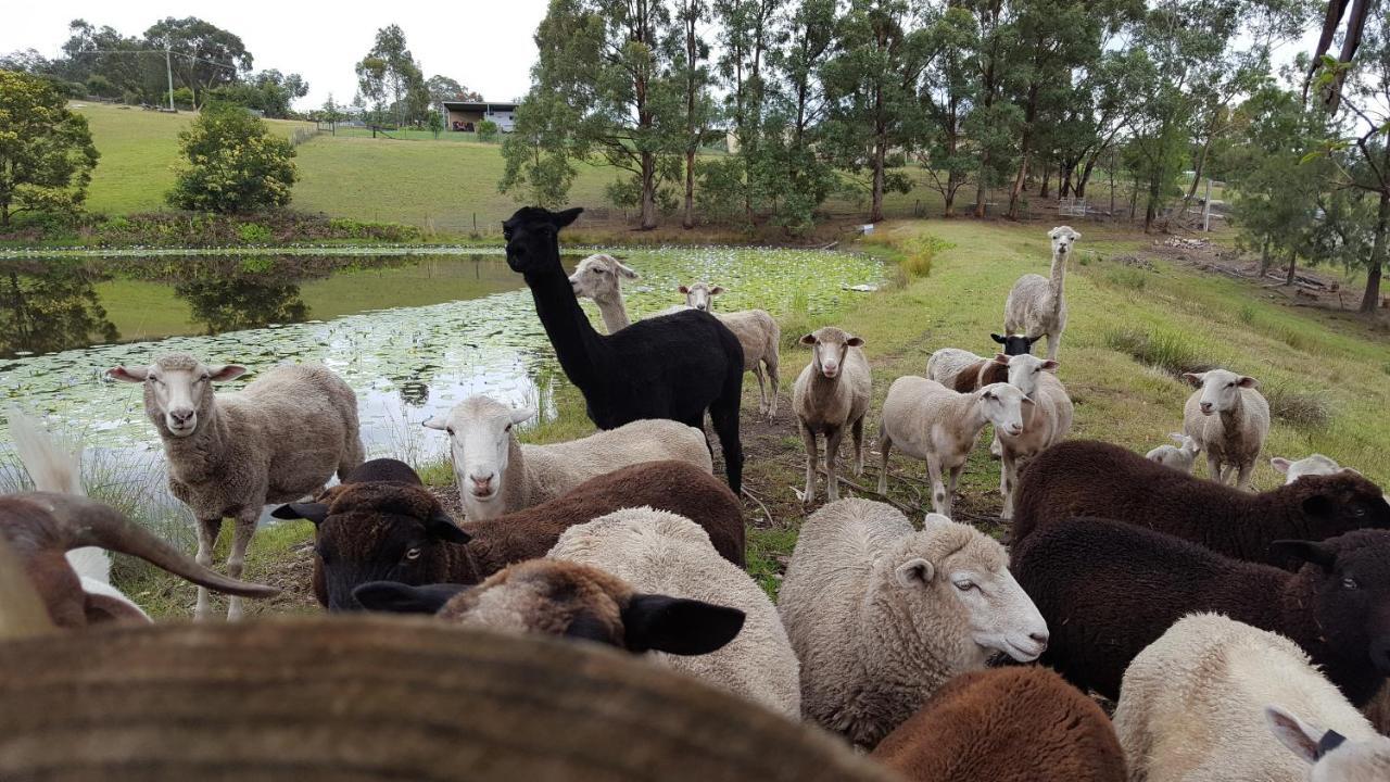 Blueberry Hills On Comleroy Farmstay - Self-Contained Cottages Kurrajong Экстерьер фото
